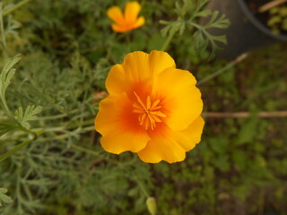 Eschscholzia californica, the California poppy, golden poppy, California sunlight or cup of gold. Flowers in garden.