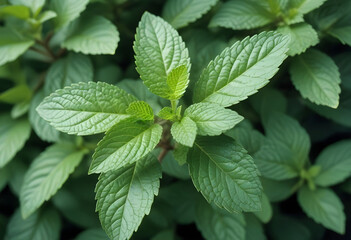 Wall Mural - mint leaves on a green background