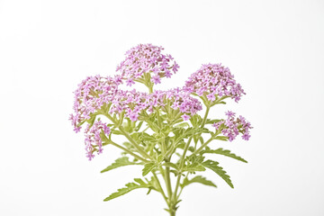 Poster - Pink Verbena Flower Isolated on White Background