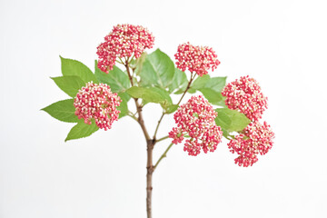 Wall Mural - Delicate Pink Flowers with Green Leaves on White Background