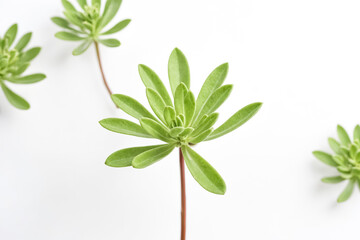 Poster - Green Succulent Plant on White Background