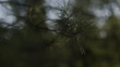 © GCapture - closeup shot of pine tree branch with long needles under evening sunlight