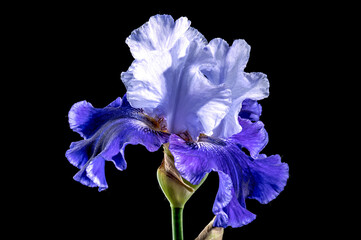 Wall Mural - Blooming blue iris Mariposa Skies on a black background