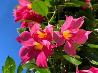 Wall Mural - Mandevilla dipladenia pink flowers climbing ornamental plant.