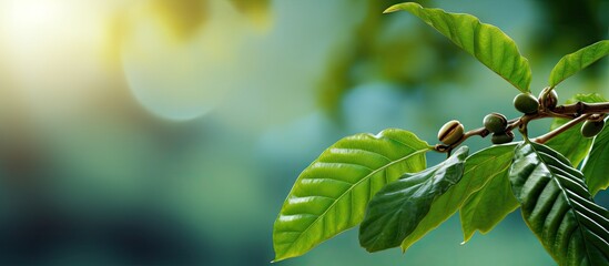 Canvas Print - Tree branch with green leaves and fruit