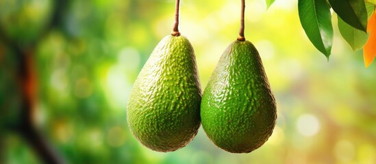 Canvas Print - Two ripe avocados hanging from a tree