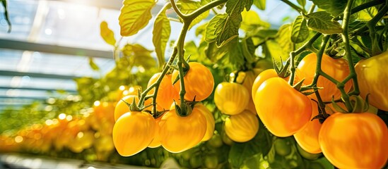 Poster - Ripe yellow cherry tomatoes ready for harvest in a greenhouse with copy space image