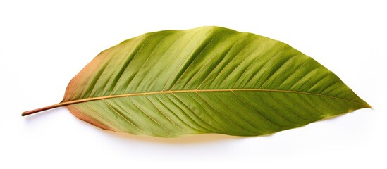 Sticker - isolated on a white background a broad leaf mahogany swietenia macrophylla king also known as false 