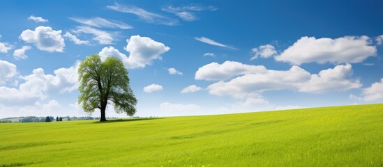 Wall Mural - A stunning spring landscape with a manicured lawn trees and a blue sky with clouds on a sunny day is featured in this copy space image