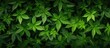 © Ilgun - Top view of a bush of stinging nettles with nettle leaves creating a botanical pattern of greenery in the image with copy space