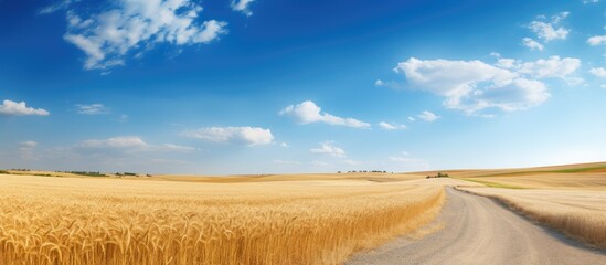 Canvas Print - Rural scene of a dirt road winding through vast wheat fields with a clear sky and copy space image