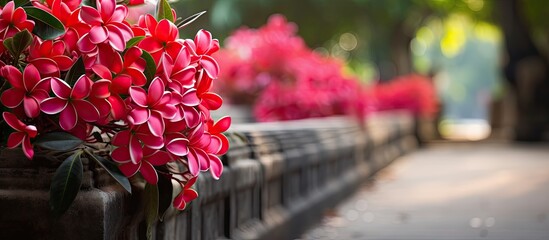 Street garden with vibrant red frangipani flowers blossoming creating a picturesque scene with copy space image