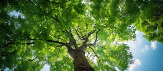Wall Mural - a tall green tree as viewed from the ground reaching up towards the sky in a copy space image