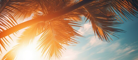 Wall Mural - Palm tree branches photographed from below against a sunset sky with sunlight filtering through the leaves creating a beautiful travel themed copy space image