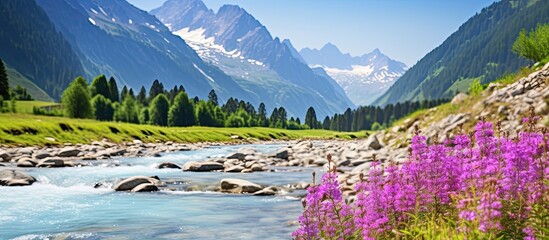 Wall Mural - View of a river in the Alps with purple flowers in the foreground providing a beautiful copy space image