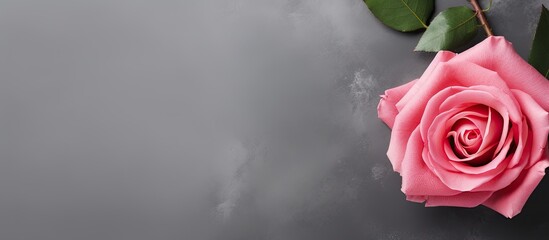 Canvas Print - pink rose frame on gray backdrop for a greeting card flat lay top view with copy space image