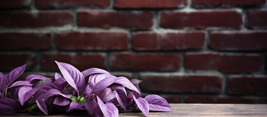 Wall Mural - Purple heart plant leaves scientifically known as Tradescantia pallida displayed against a brick floor with copy space image