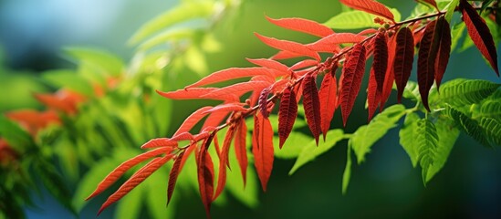 Wall Mural - Close up image of a young Staghorn sumac with vibrant green and red leaves taken with a backlit setting featuring ample copy space for text and graphics