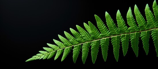 Sticker - a detailed close up photo of a fern leaf with empty space for text or graphics known as a copy space