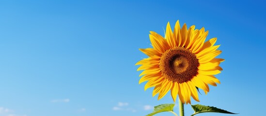 Sticker - A vibrant sunflower set against a clear blue sky background provides a striking copy space image