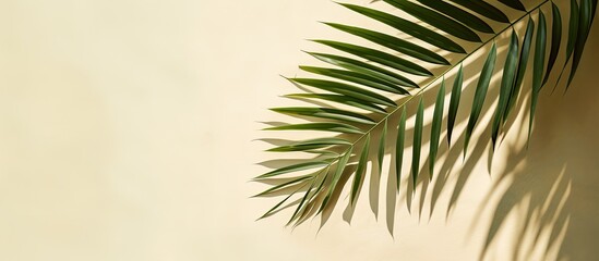 Wall Mural - Top view of a green tropical leaf shadow on sandy background depicting a minimalist summer theme with a palm tree leaf for a creative copy space image