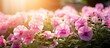 © Ilgun - Petunias in the garden under sunlight wave with elegance creating a beautiful sight Copy space image can focus on their pink hues