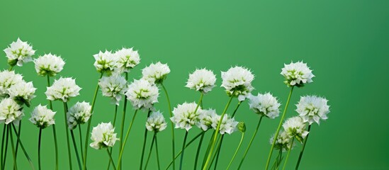 Canvas Print - Chive blossoms displayed against a green backdrop with shadows perfect for articles needing a copy space image