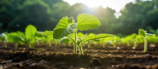 Poster - A youthful cucumber plant thriving in a greenhouse setting with ample copy space image