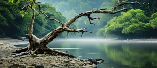 Sticker - a dead tree by the gentle stream with a background of papan lahat providing a serene setting for a l