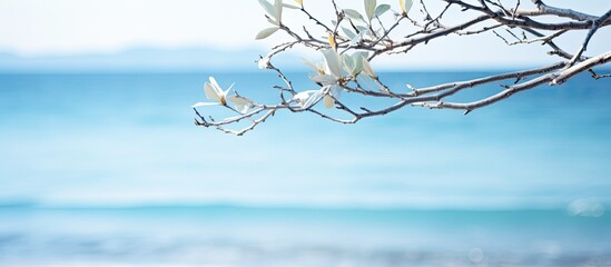 Sticker - blurry sea background with soft focused branch and gentle light on top ideal for a copy space image