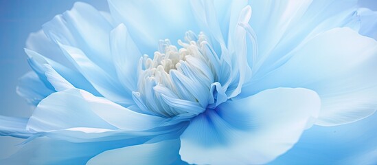 Sticker - Closeup view of a stunning light blue peony with copy space image included