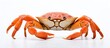 © Ilgun - Shore crab on white background with copy space image