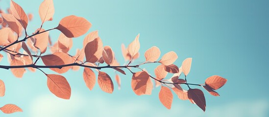 Wall Mural - Vintage style photo featuring leaves on a tree branch with a blue sky in the background suitable for copy space image