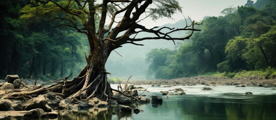 Sticker - a dead tree by the gentle stream with a background of papan lahat providing a serene setting for a l
