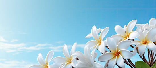 Poster - Frangipani flowers also known as plumeria against a blue sky background with copy space image