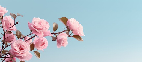 Poster - A branch is brimming with stunning pink rose blooms creating a captivating copy space image