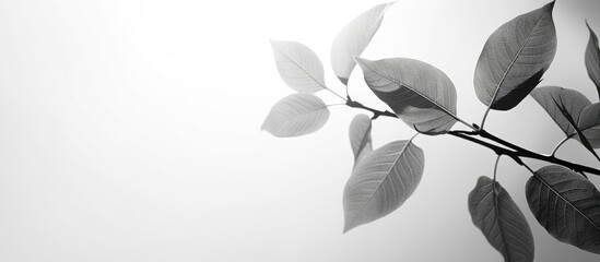 Wall Mural - black and white photo style featuring leaves with light and shadow with a beautiful copy space image
