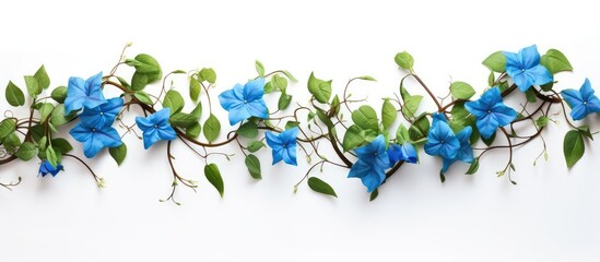 Canvas Print - Laurel clock vine Blue trumpet vine isolated on white background with copy space image