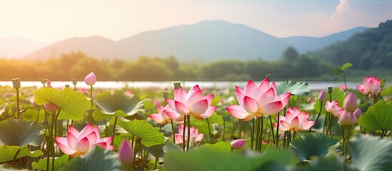 Poster - Pink lotus flower blooming season in the countryside with selective focus creating a panoramic view for a copy space image