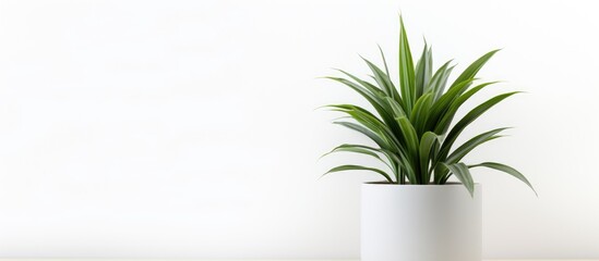 Poster - a potted dracaena plant with a white background for a copy space image
