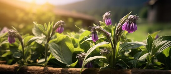 Poster - Comfrey flowers in the garden photographed with selective focus and shallow depth of field creating a beautiful copy space image