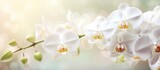 Fresh floral background with blooming white moth orchid flowers Macro shot in a greenhouse with copy space image