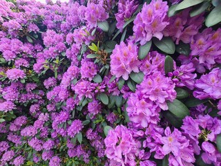 Wall Mural - wonderful blooming flowers in Dresden, Saxony