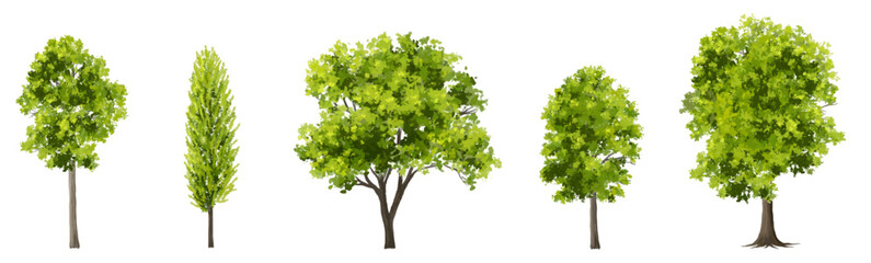 Vector watercolor of tree side view isolated on white background for landscape and architecture drawing, elements for environment and garden, painting botanical for section
