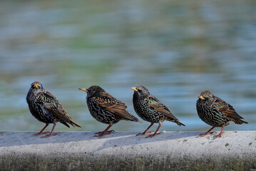 Wall Mural - Étourneau sansonnet - Sturnus vulgaris Linnaeus
