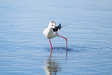 Canvas Print - Échasse blanche - Himantopus himantopus - oiseaux échassiers - limicoles - Recurvirostridae
