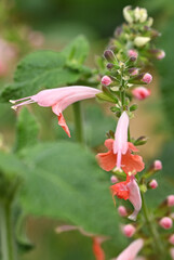 Beautiful close-up of salvia coccinea