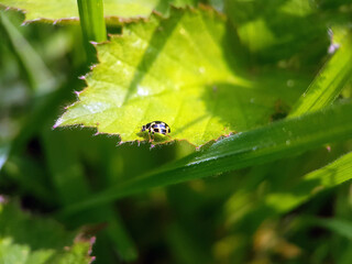 Poster - Ladybird on leaf