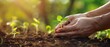 © Starkreal - Hands placing a delicate seedling into fertile soil, symbolizing new beginnings and nurturing