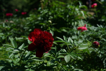 Wall Mural - Red Flowers of Peony in Full Bloom